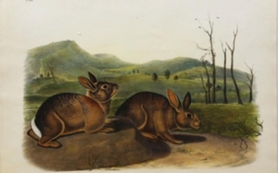Audubon Lithograph Bachmann's Hare