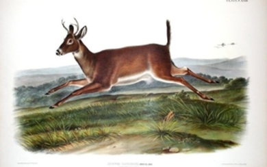 Audubon Quad Lithograph, Long-tailed Deer