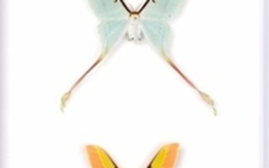 Couple de superbes papillons Actias sous coffret...