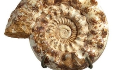 Grande ammonite Cranosphinctes, Mésozoïque,...