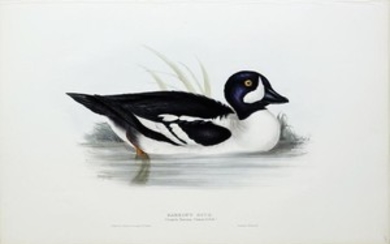 John Gould Lithograph Barrow's Duck