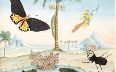 Merian and Rabel | Histoire générale des insectes de Surinam et de toute l'Europe, 1771, 3 volumes