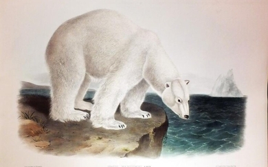 Audubon Lithograph, Polar Bear
