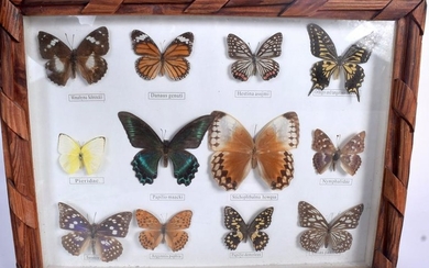 A FRAMED BUTTERFLY TAXIDERMY DISPLAY, containing