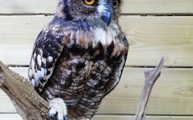 African Spotted Eagle Owl - freshly mounted - Bubo africanus - 52×30×26 cm