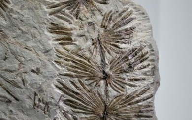 Amazing Fossil Leaves plate - Matrix plate - Annularia stellata - 14×13×2 cm