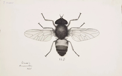 An ink drawing of a wasp by Manawarud Din, Company...