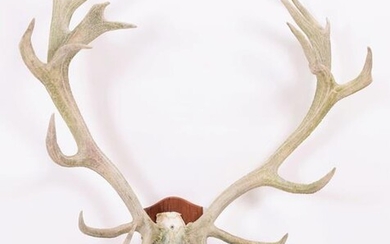 Antlers/Horns: European Red Deer (Cervus elaphus), circa mid-late 20th century,...