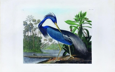 Audubon Aquatint, Louisiana Heron - One of Audubon's