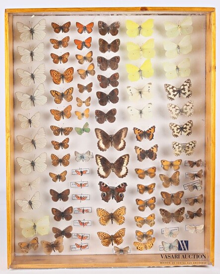 Boite entomologique contenant quatre-vingt-cinq... - Lot 33 - Vasari Auction