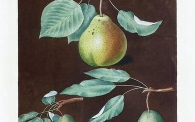 Brookshaw, Pear, Plate 86