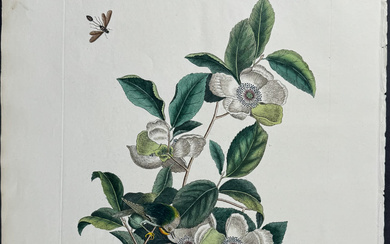 Catesby, Folio - Goldcrest & Ichneumon Wasp with Stewartia. Sup-13