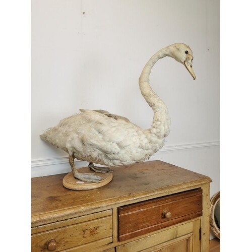 Early 20th C. taxidermy Swan {73 cm H x 96 cm W x 35 cm D}.