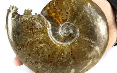 Fossil of Ammonite with crystallization of Aragonite - Cleoniceras Sp. - 160×130×35.5 mm
