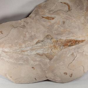 Fossil sawfish and multiple fishes - Libanopristis hiram - 82×58×3 cm