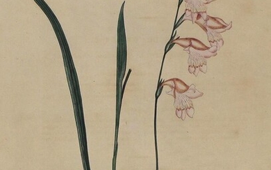 Gladiolus Carneus.