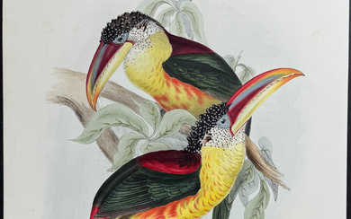 Gould - Curl-crested Aracari or Toucan