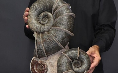 Group of Ammonites on original matrix - Lytoceras cornucopia fimbriatum - 480×280×170 mm