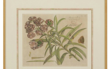 Hand-Colored Copperplate Engraving from "Hortus Malabaricus", Late 17th Century