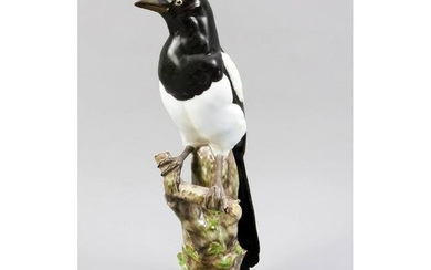 Magpie on a tree branch