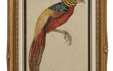 Marie Atkinson Hull (American/Mississippi, 1890-1980) , "Study of a Mexican Pheasant", watercolor