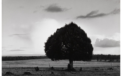 Paul Caponigro (b. 1932), Cloud and Tree, Clonfert Co, Galway, Ireland (1967)