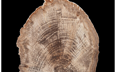 Petrified Oak Slab Quercus Eocene Yegua Formation Lufkin, Texas,...
