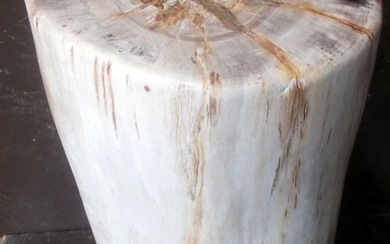 Petrified Wood - fully polished- Dipterocarpus sp. - 41×22.5×19.5 cm