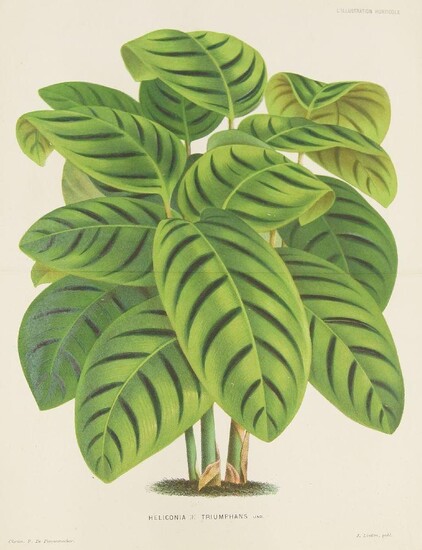 Pieter Joseph de Pannemaeker, Belgian 1832-1904- Heliconia Triumphans; lithograph printed in colours, 35.7 x 27 cm.: together with a number of prints by the same artist and by a variety of others, largely depicting botanical and topographical...