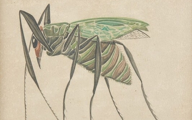 SPIES Walter (Moscou 1895-vers Ceylan 1942) Etude d'insecte : "Dyctiaptherar" Dessin à l'encre de Chine...