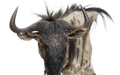 South African Blue Wildebeest Taxidermy Mount