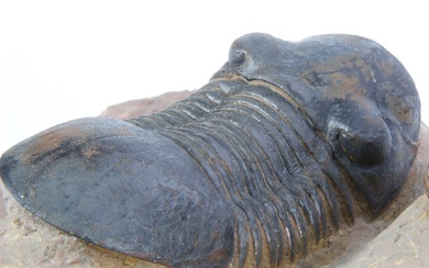 Trilobite - Fossilised animal - Paralejurus & Reedops