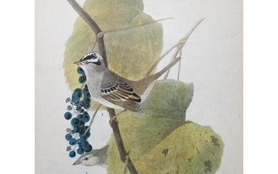 c1946 Audubon Print, #114 White-Crowned Sparrow