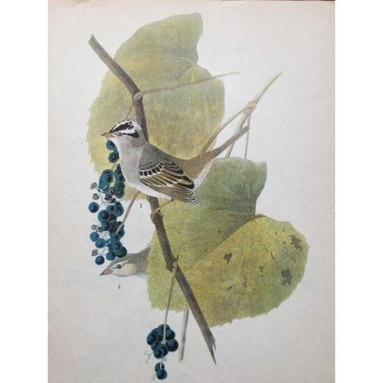 c1946 Audubon Print, #114 White-Crowned Sparrow