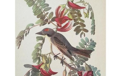 c1946 Audubon Print, #170 Gray Kingbird