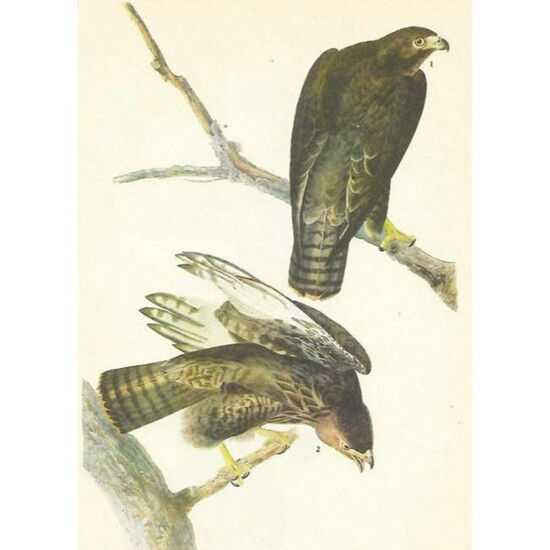 c1946 Audubon Print, #86 Harlan's Hawk