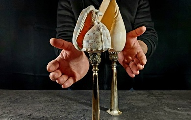 shells on pedestal Taxidermy full body mount - Cassis cornuta/melo umbilicato - 38 cm - 12 cm - 0 cm - esemplari NON in cites - 2