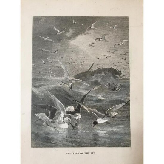 19thc Engraving, Gleaners Of The Sea