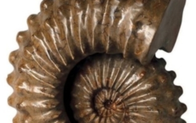Ammonite non déterminée, Crétacé, Madagascar...