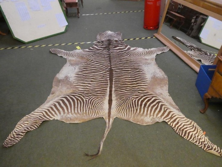 An adult Zebra skin, measured from tip of tail to nose & fro...