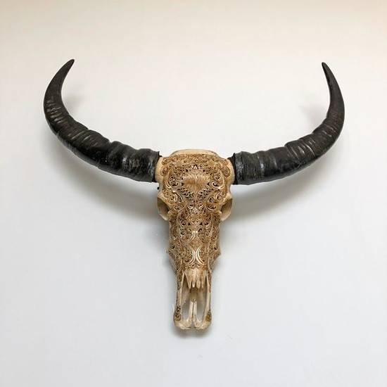 Asian Water Buffalo skull with traditional Lotus