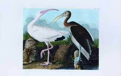 Audubon Aquatint, White Ibis