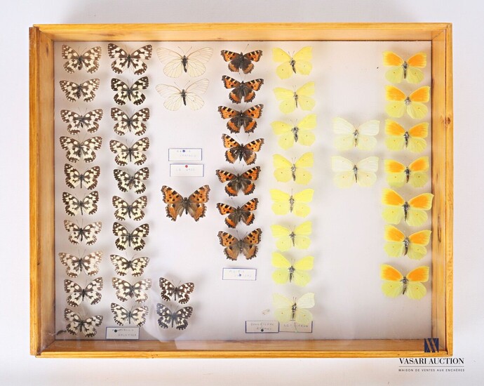 Boite entomologique contenant quarante-neuf... - Lot 34 - Vasari Auction