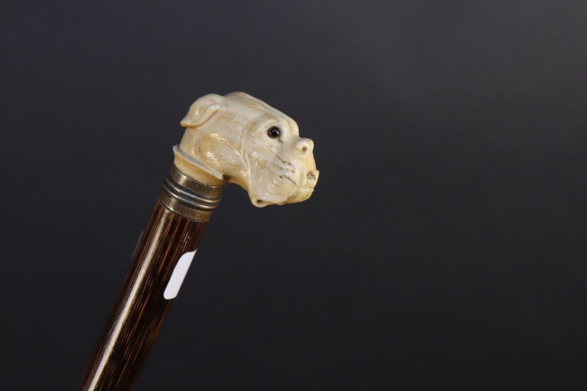 Cane with ivory knob showing a boxer's head. Glass eyes. Small accidents to the ears. Height: 86 cm