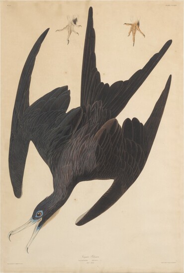Frigate Pelican (Plate CCLXXI), John James Audubon (After)