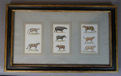 Jean Gabriel PRETRE (1768-1869) Deux études de lynx, trois études d’hippopotame, une étude de panthère...
