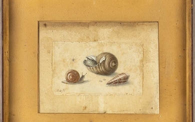 MARGARETA DE HEER (Leeuwarden, 1600 - 1658) Drawing with shells...