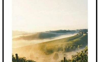 Morning Mist In Vineyard Poster