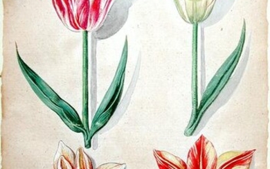 Original Watercolors by De Bry Showing Tulip Mania