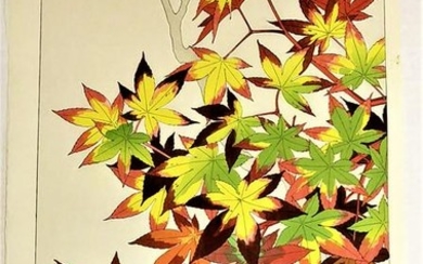 SHODO KAWARAZAKI: maple-momiji